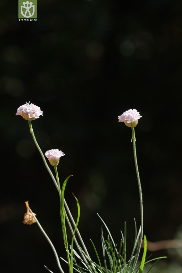 armeria maritima海石竹【cfhyzzw】2011-05-10xx-yn (1).