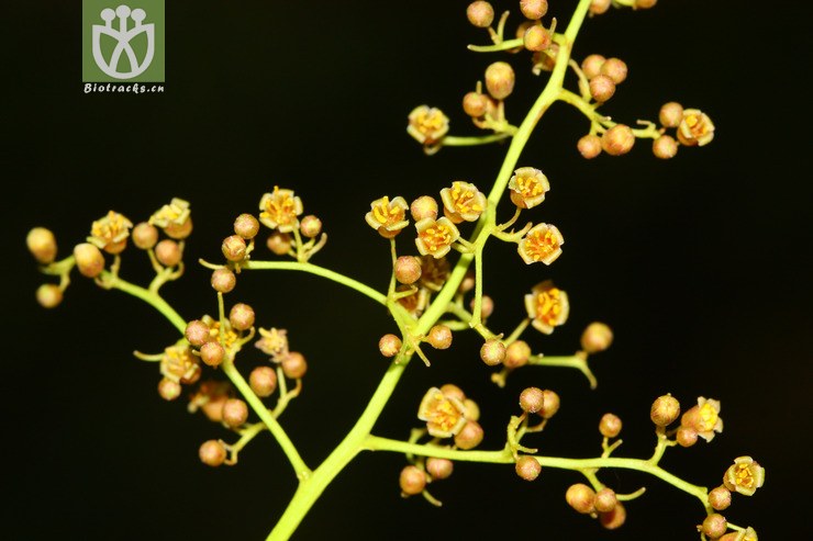 choerospondias axillaris var axillaris南酸枣2012-03-17xx-yn(9
