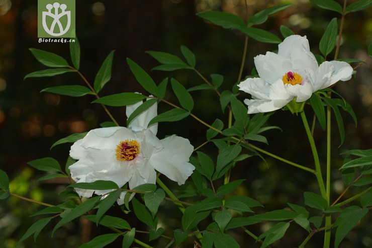 paeonia ostii凤丹【focyzzw】2012-02-17xx-yn (1).