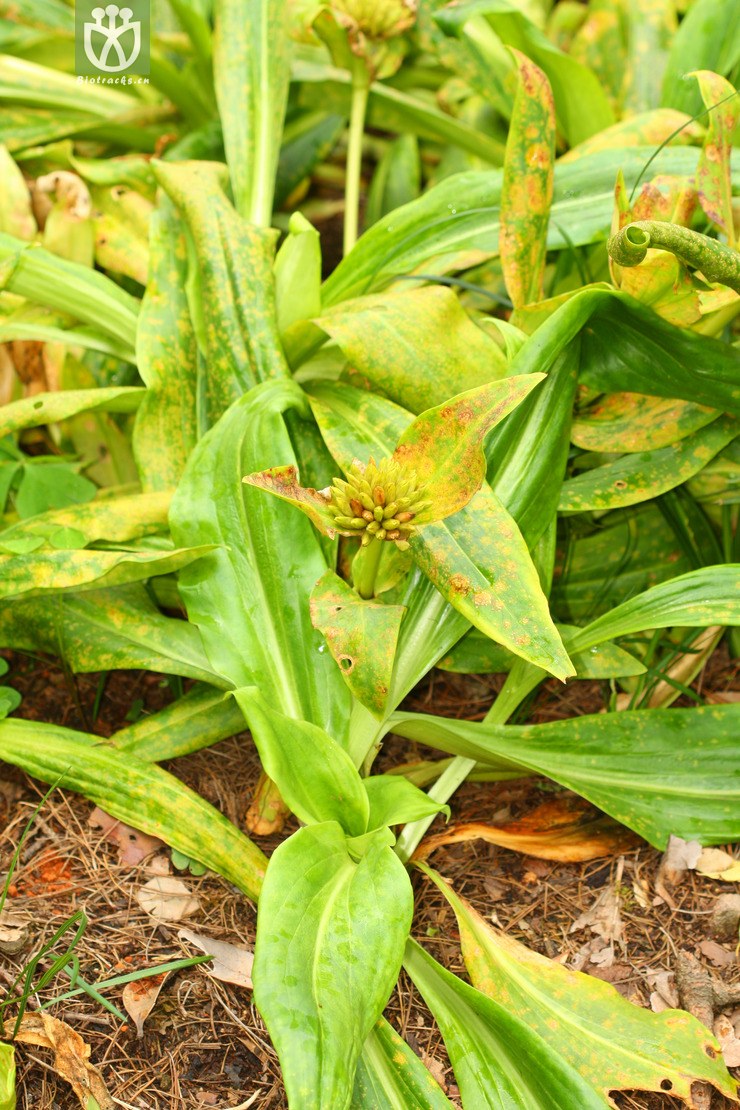 gentiana crassicaulis粗茎秦艽【h】2012-08-07xx-yn (1).