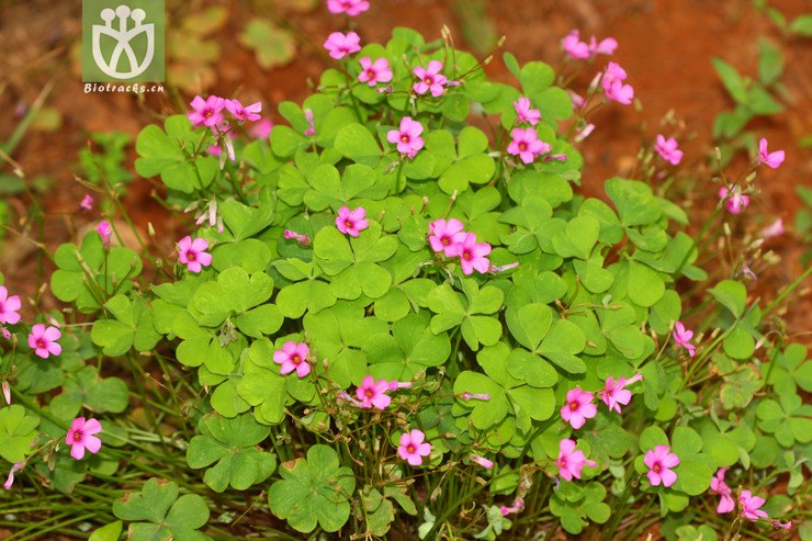 oxalis articulata关节酢浆草【cfhyzzw【g】2012-07-30xx-yn(17.