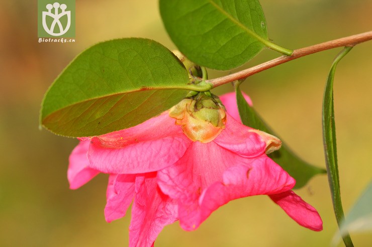 camellia reticulata滇山茶【可以处理】a2013-01-30xx-yn (3).