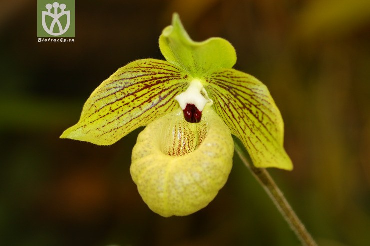 paphiopedilum malipoense麻栗坡兜兰【y】2013-02-26xx-yn (3).jpg