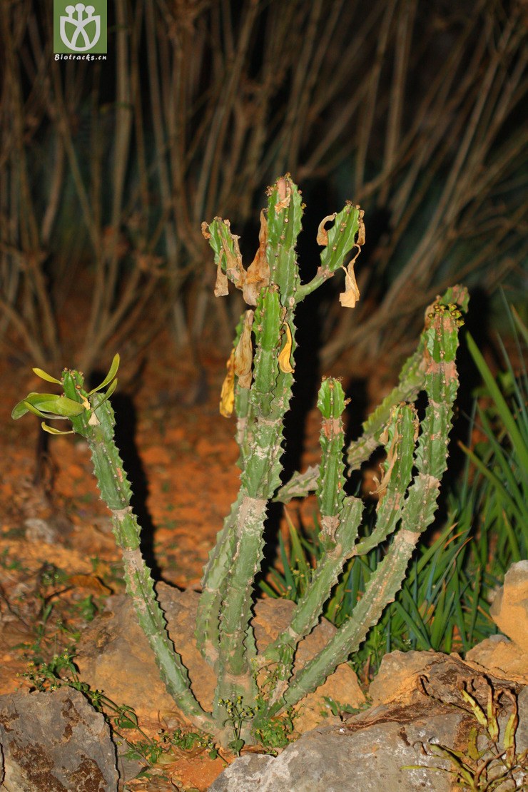 euphorbia neriifolia金刚纂【g】2013-01-29xx-yn(24.jpg