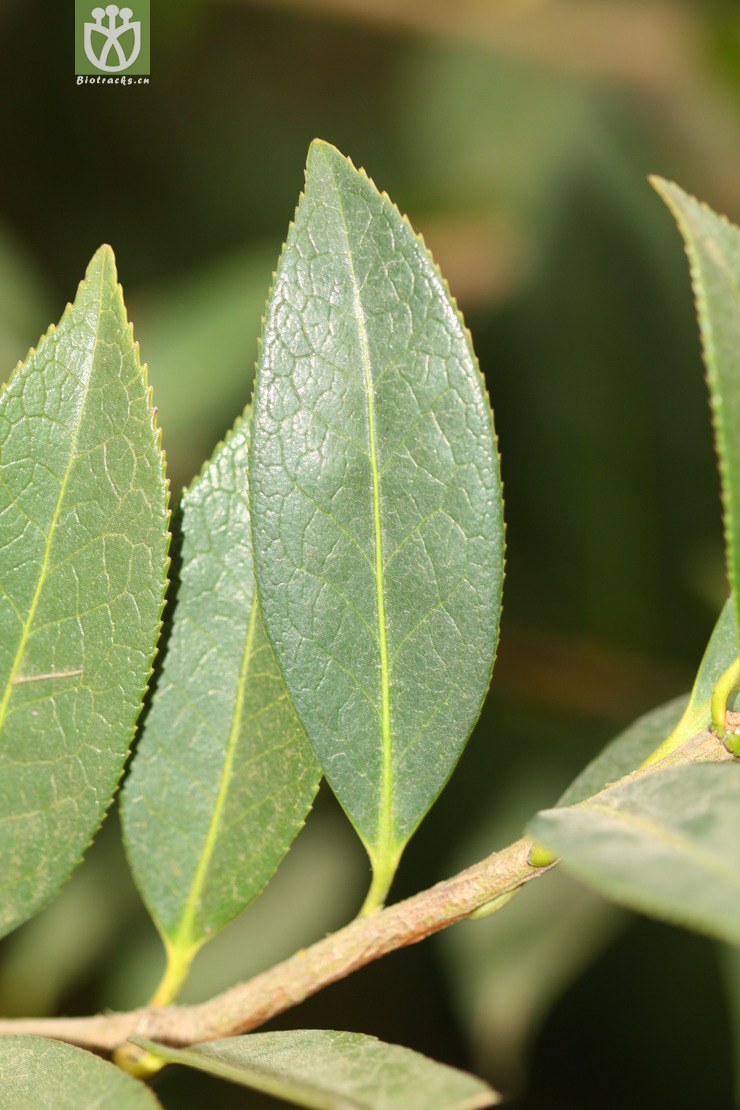 camellia reticulata滇山茶【可以处理】b2013-01-30xx-yn(6.