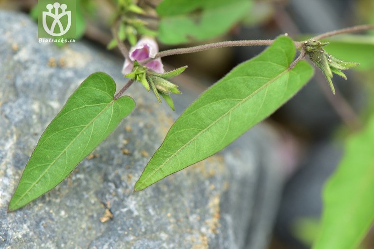 liued8723 ipomoea eriocarpa毛果薯【可以处理】2018-03-24xx-yn dsc