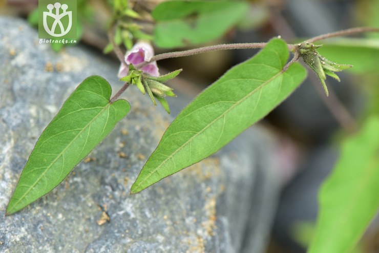 liued8723 ipomoea eriocarpa毛果薯【可以处理】2018-03-24xx-yn dsc