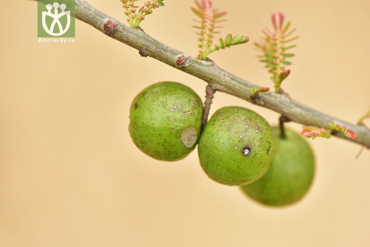 liued8602 phyllanthus emblica余甘子【可以处理】2018-03-21xx-yn