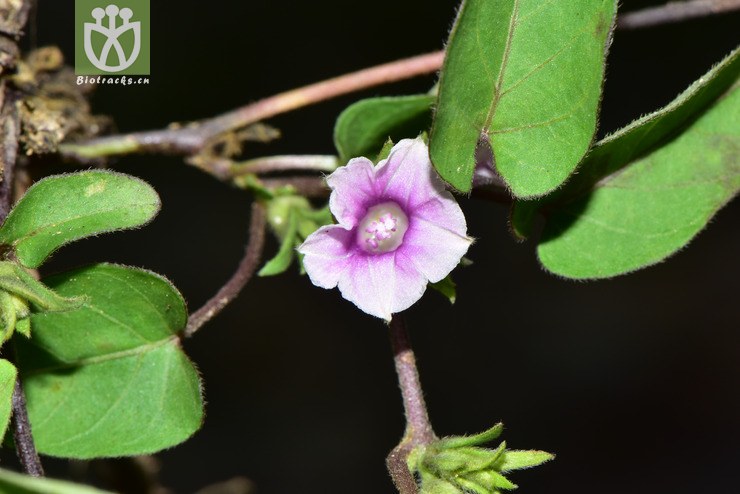 liued8723 ipomoea eriocarpa毛果薯【可以处理】2018-03-24xx-yn dsc