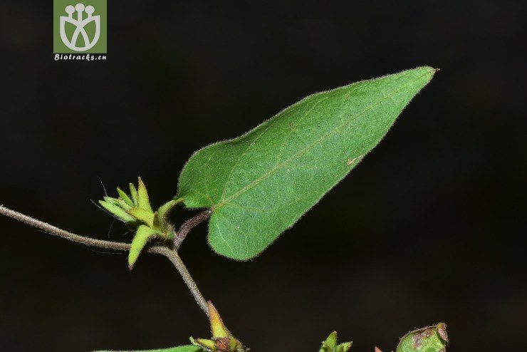 liued8723 ipomoea eriocarpa毛果薯【可以处理】2018-03-24xx-yn dsc