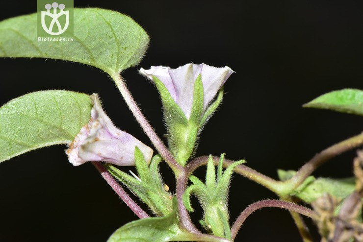liued8723 ipomoea eriocarpa毛果薯【可以处理】2018-03-24xx-yn dsc