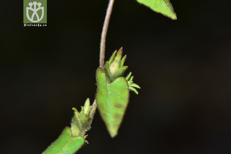 liued8723 ipomoea eriocarpa毛果薯【可以处理】2018-03-24xx-yn dsc