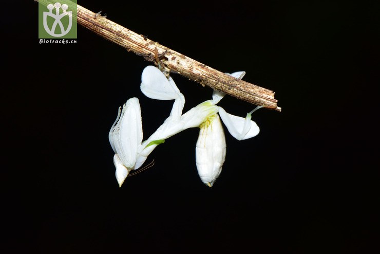冕花螳2018-03-22xx-yn dsc_9546.jpg 相邻时间拍摄的照片      张