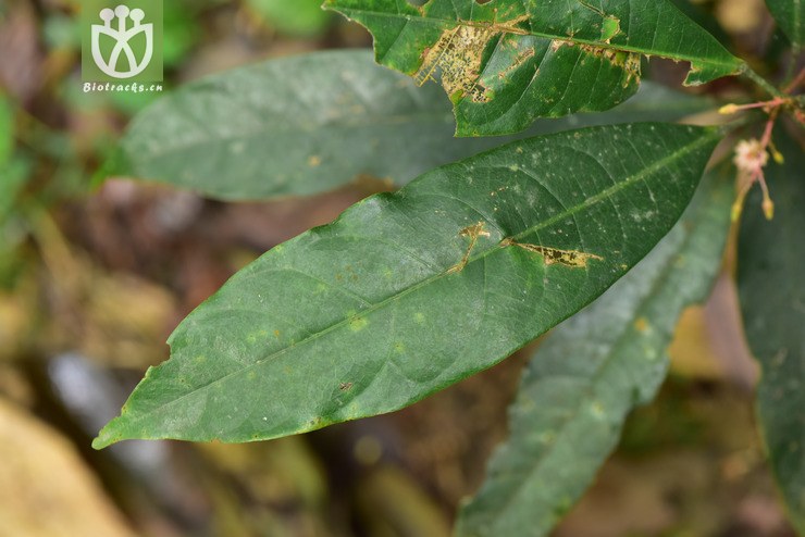 liued8778 sterculia pinbienensis屏边苹婆【g】2018-03-27xx-yn2018