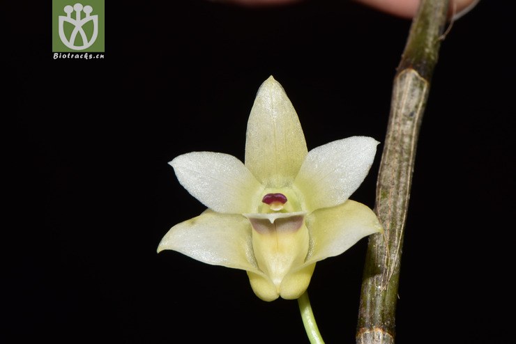 dendrobium guangxiense滇桂石斛【g【栽培】2018-03-29xx-yn dsc