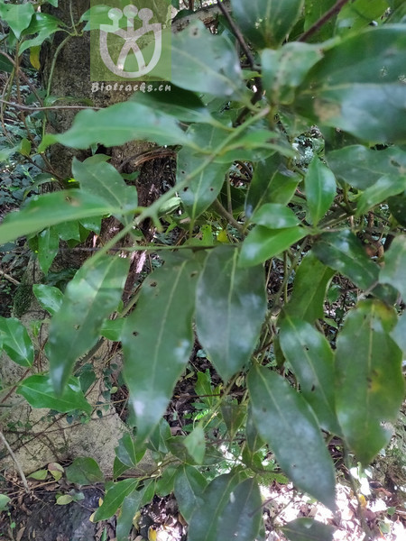 Cinnamomum japonicum