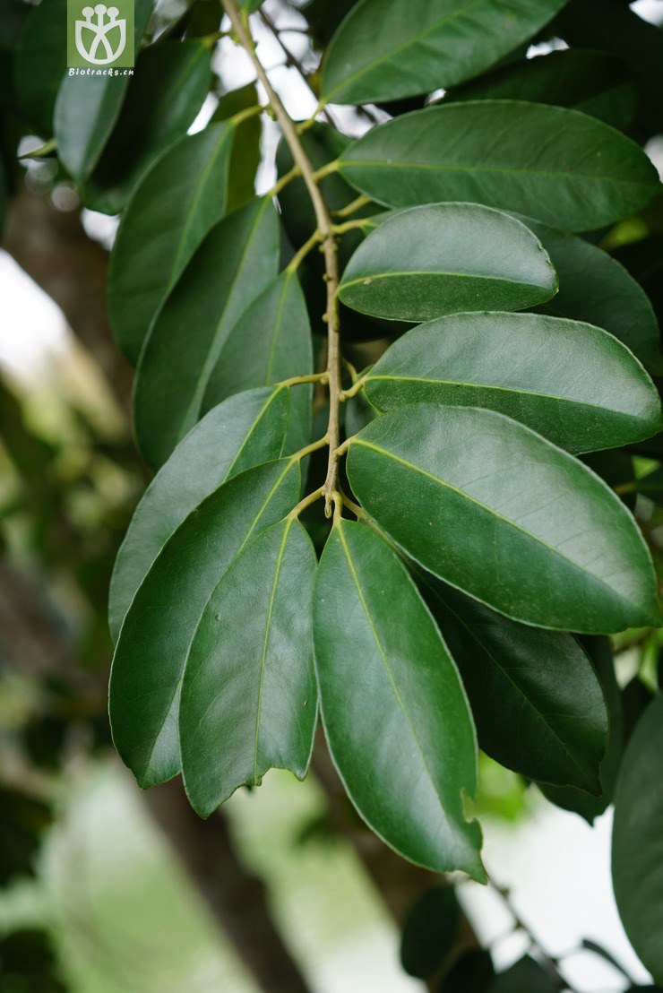 标本jl00377 洼皮冬青(ilex nuculicava(28.