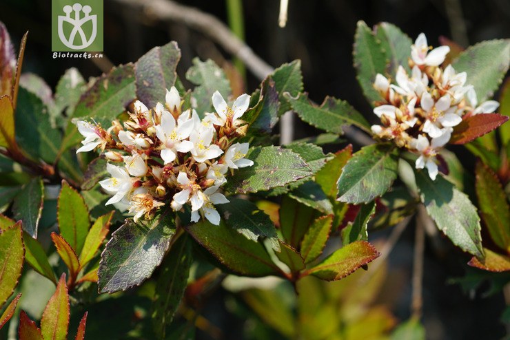 石斑木(rhaphiolepis indica) (4).jpg 相邻时间拍摄的照片      张