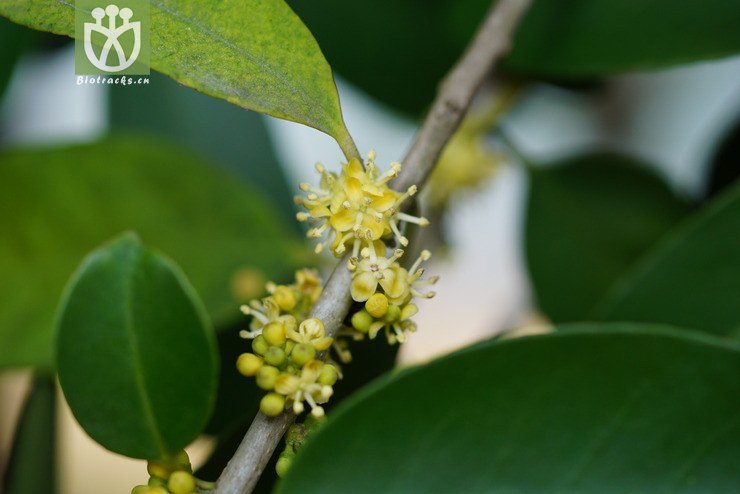 标本jl00377 洼皮冬青(ilex nuculicava(10.