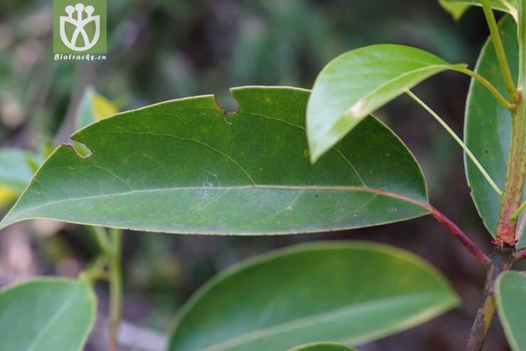 黄樟(cinnamomum parthenoxylon) (2).jpg