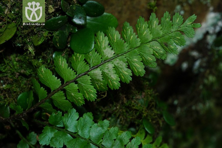 毛轴铁角蕨(asplenium crinicaule) (5).jpg