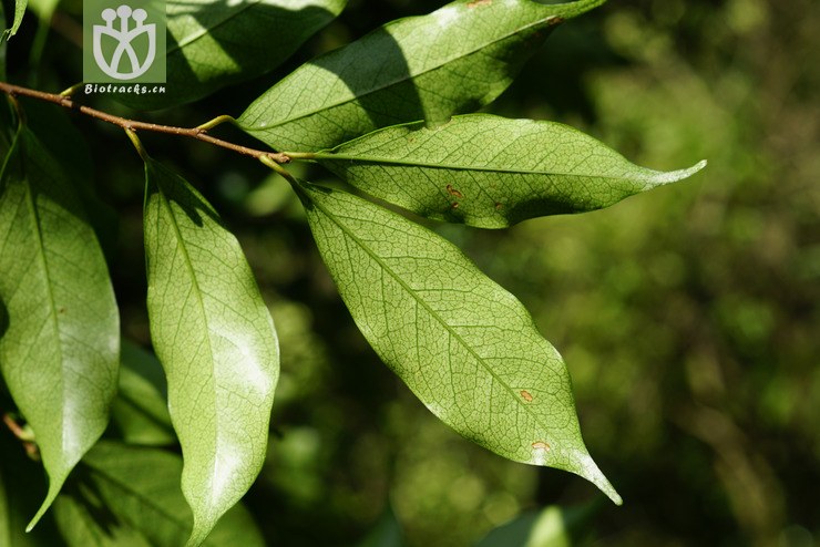 背景 壁纸 绿色 绿叶 树叶 植物 桌面 740_494图片