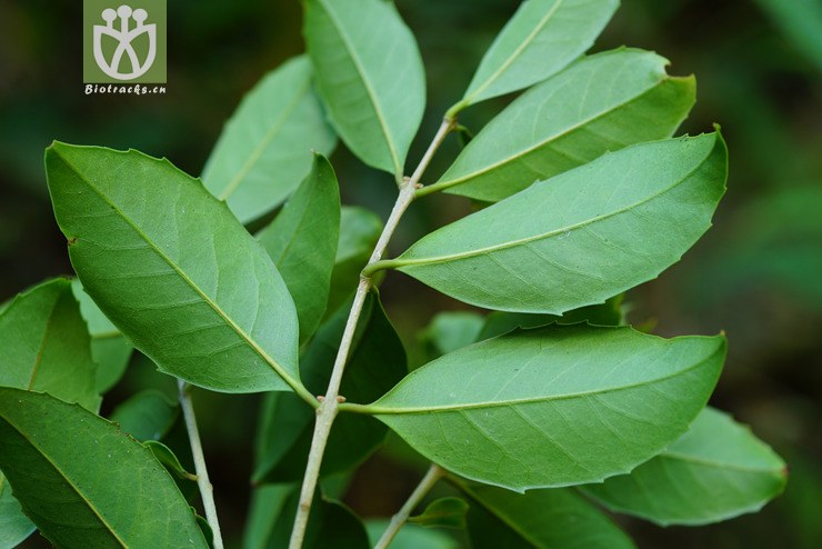 异株木犀榄(olea dioica) (1).jpg 相邻时间拍摄的照片     张