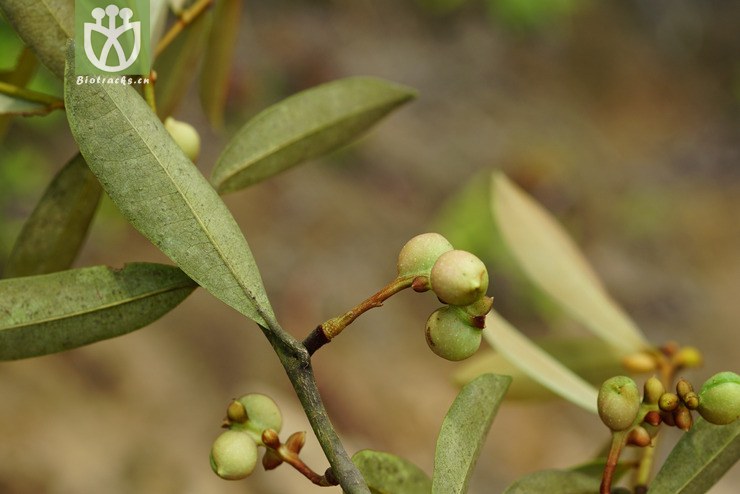 标本0817 云南含笑(michelia yunnanensis) (4).