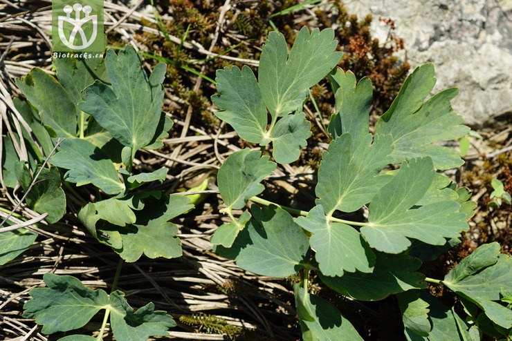 滨海前胡(peucedanum japonicum(6.