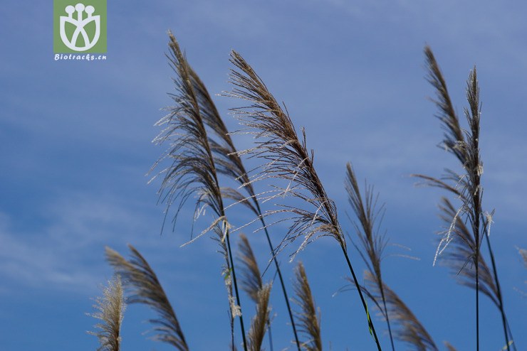 五节芒(miscanthus floridulus(1.jpg 相邻时间拍摄的照片 张