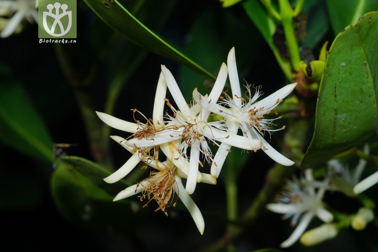 秋茄树(kandelia obovata) (9).jpg 相邻时间拍摄的照片      张