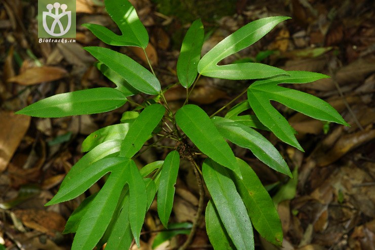 标本0812 树参属(dendropanax(1.jpg 相邻时间拍摄的照片 31张