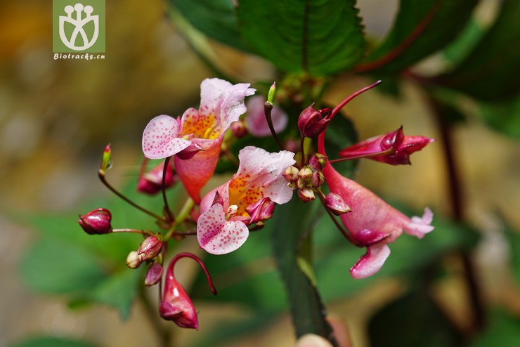 滇水金凤(impatiens uliginosa(9.jpg