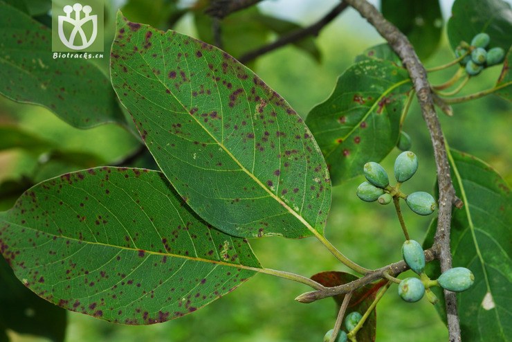 标本0794 文山蓝果树(nyssa wenshanensis(4.