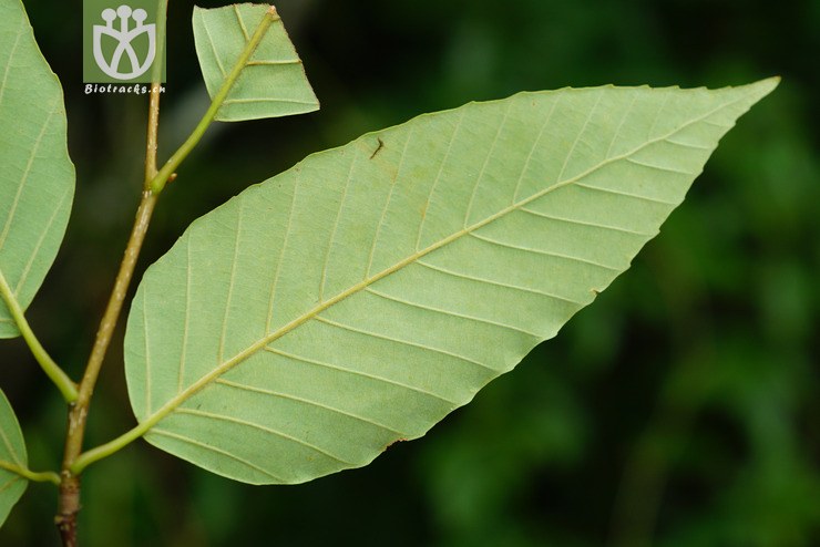 标本0815 水青冈(fagus longipetiolata(6.