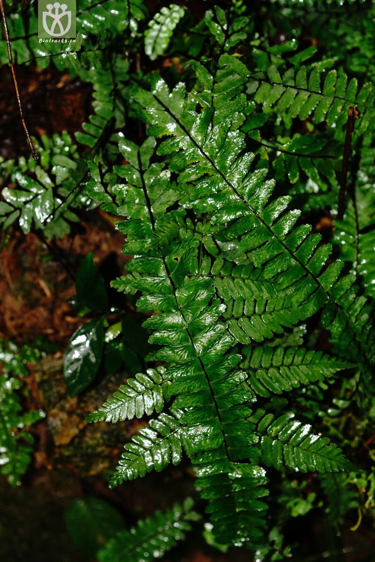 倒挂铁角蕨(asplenium normale) (3).