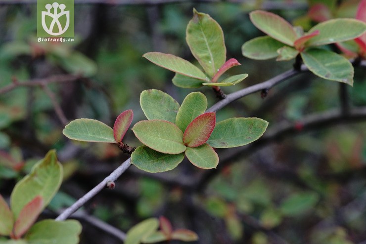 全缘火棘(pyracantha atalantioides) (1).jpg