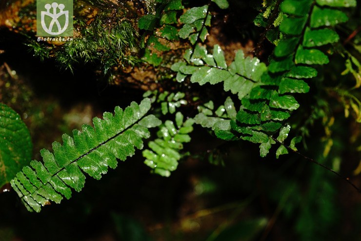 倒挂铁角蕨(asplenium normale) (1).