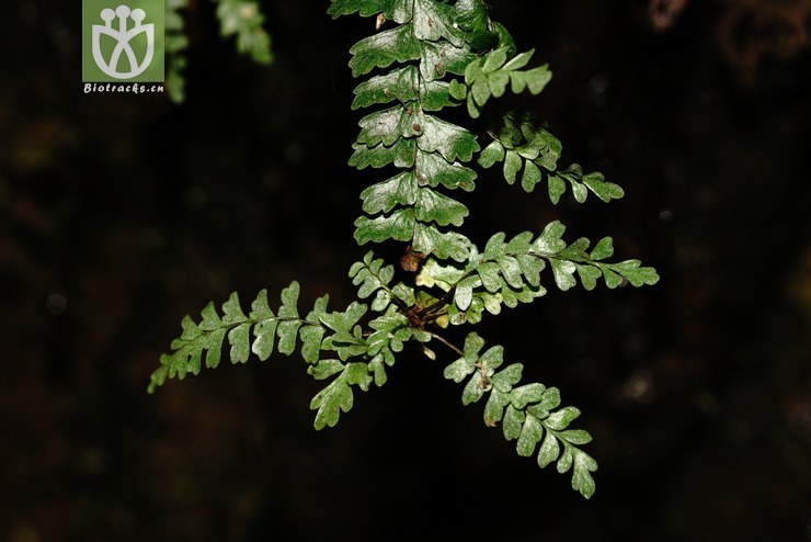 倒挂铁角蕨(asplenium normale) (2).