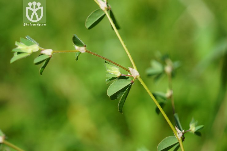 长萼鸡眼草(kummerowia stipulacea(3.