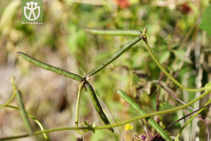 山绿豆vicia minima gilib. (1).jpg 相邻时间拍摄的照片      张