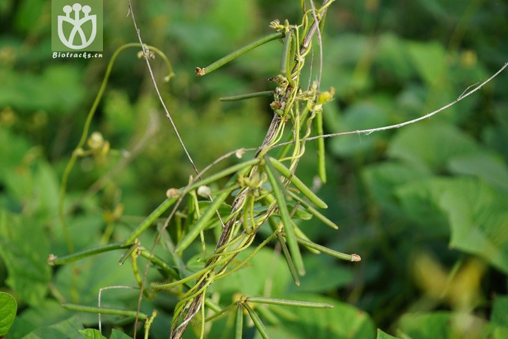 山绿豆 vicia minima gilib. (5).jpg 相邻时间拍摄的照片      张