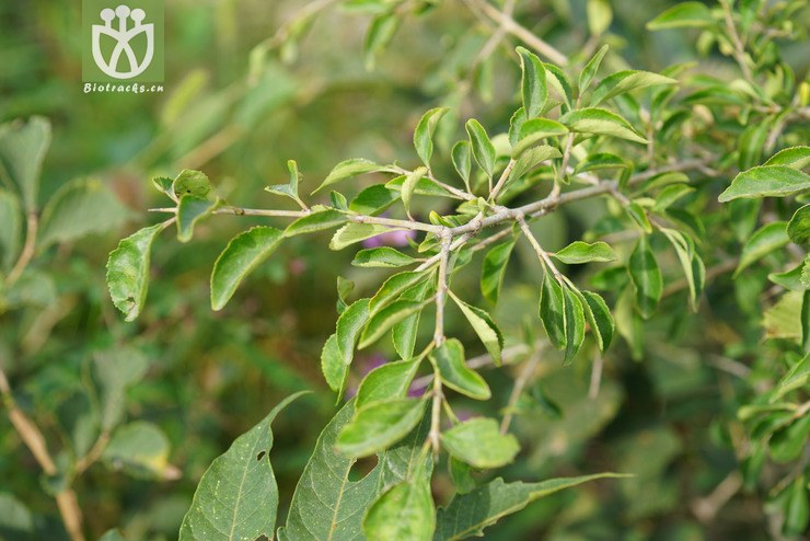 卵叶鼠李(rhamnus bungeana.jpg 相邻时间拍摄的照片 张