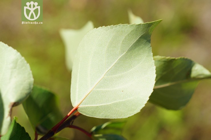 小叶杨(populus simonii(1.jpg 相邻时间拍摄的照片 张