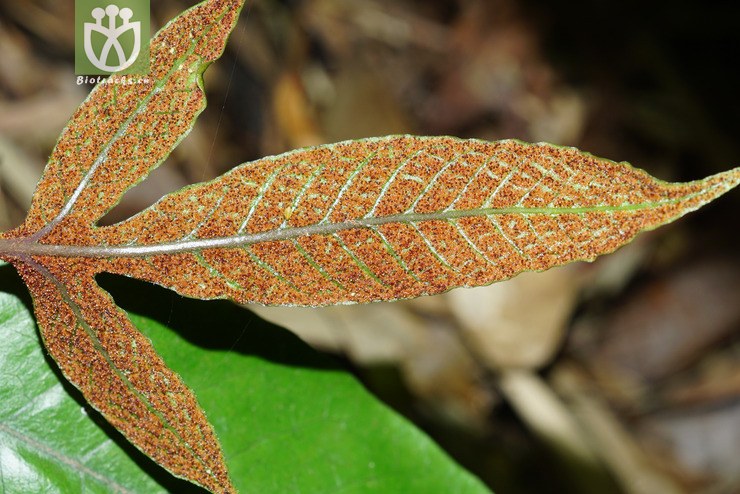 沙皮蕨(hemigramma decurrens) (28).jpg 相邻时间拍摄的照片      张