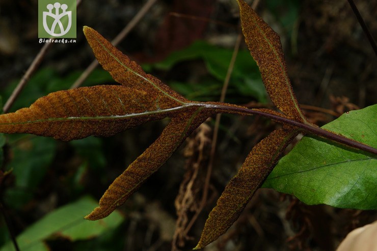 沙皮蕨(hemigramma decurrens) (5).jpg 相邻时间拍摄的照片      张