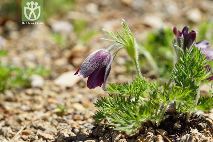 100% 肾叶白头翁 pulsatilla patens (linn.) mill. (3).