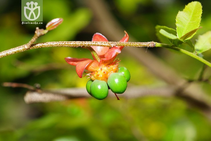 鼠眼木ochna serrulatawalp(4.jpg 相邻时间拍摄的照片 张