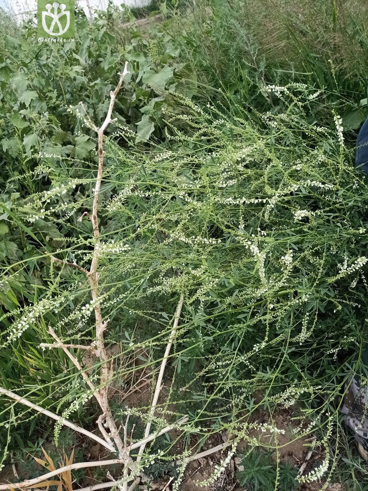 图片信息Kingdonia植物云数据