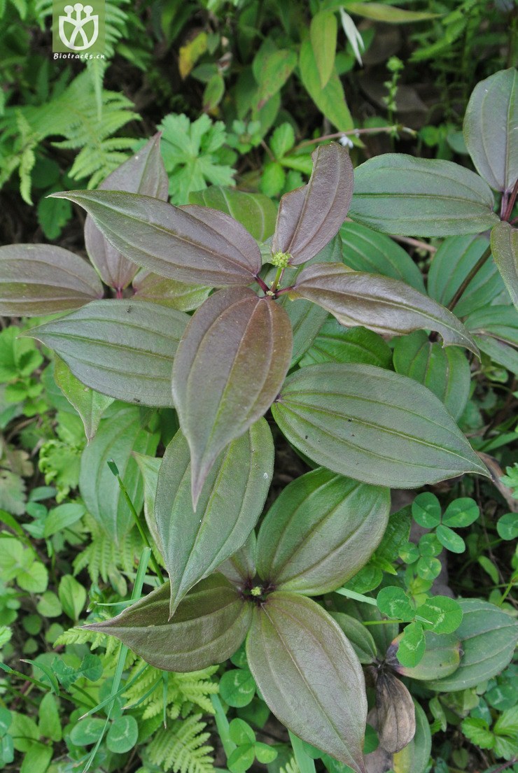 rubiaceae-rubia schumanniana大叶茜草-云南大关乌蒙山三江口 (1).